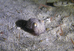 Pyjama Cuttlefish on a night dive, Point Moore, Geraldton;) by Chloe Taylor 